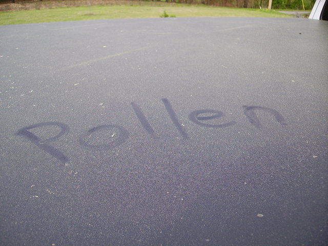 Layers of pollen